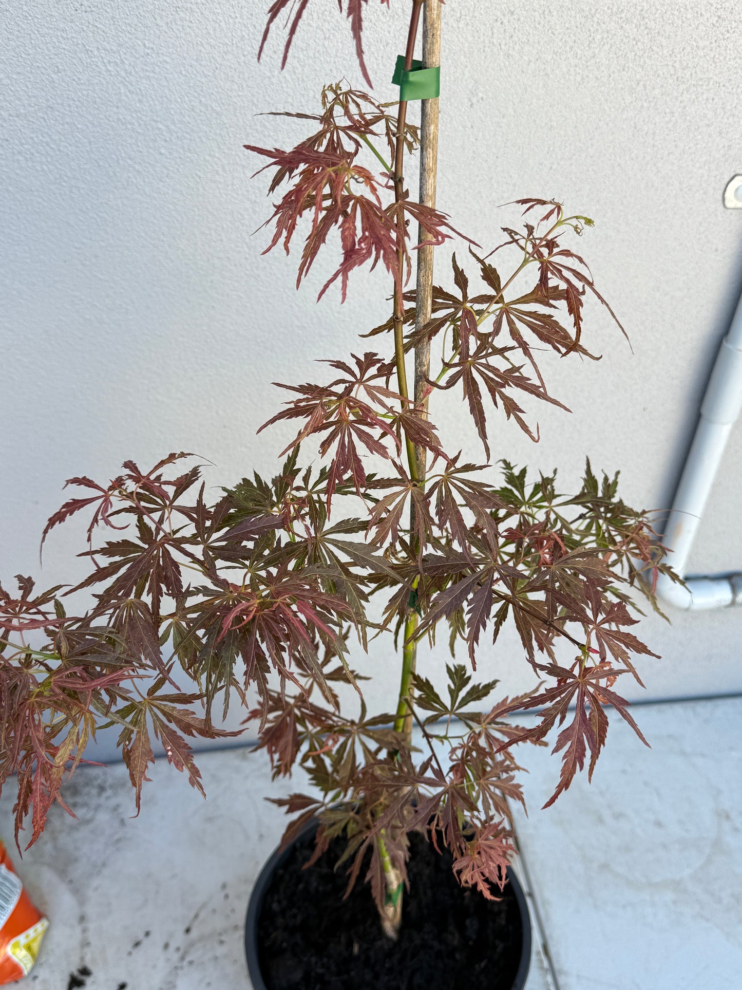 Acer Palmatum 'Unknown Japanese Maple Seedling' (JP20)