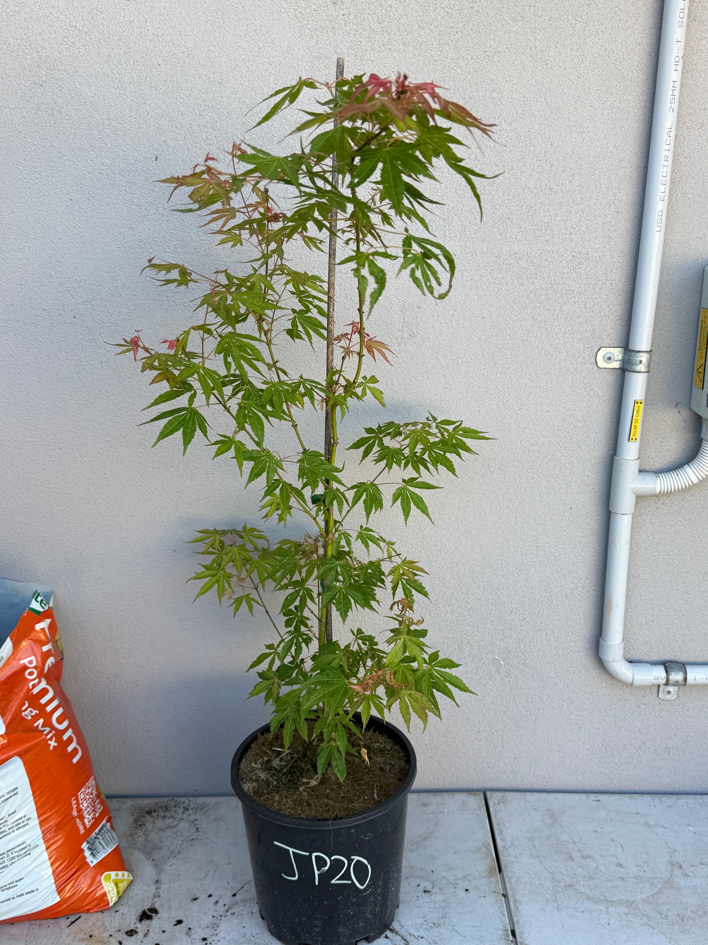 Acer Palmatum 'Unknown Japanese Maple Seedling' (JP20)