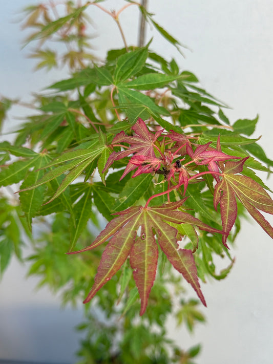 Acer Palmatum 'Unknown Japanese Maple Seedling' (JP13)
