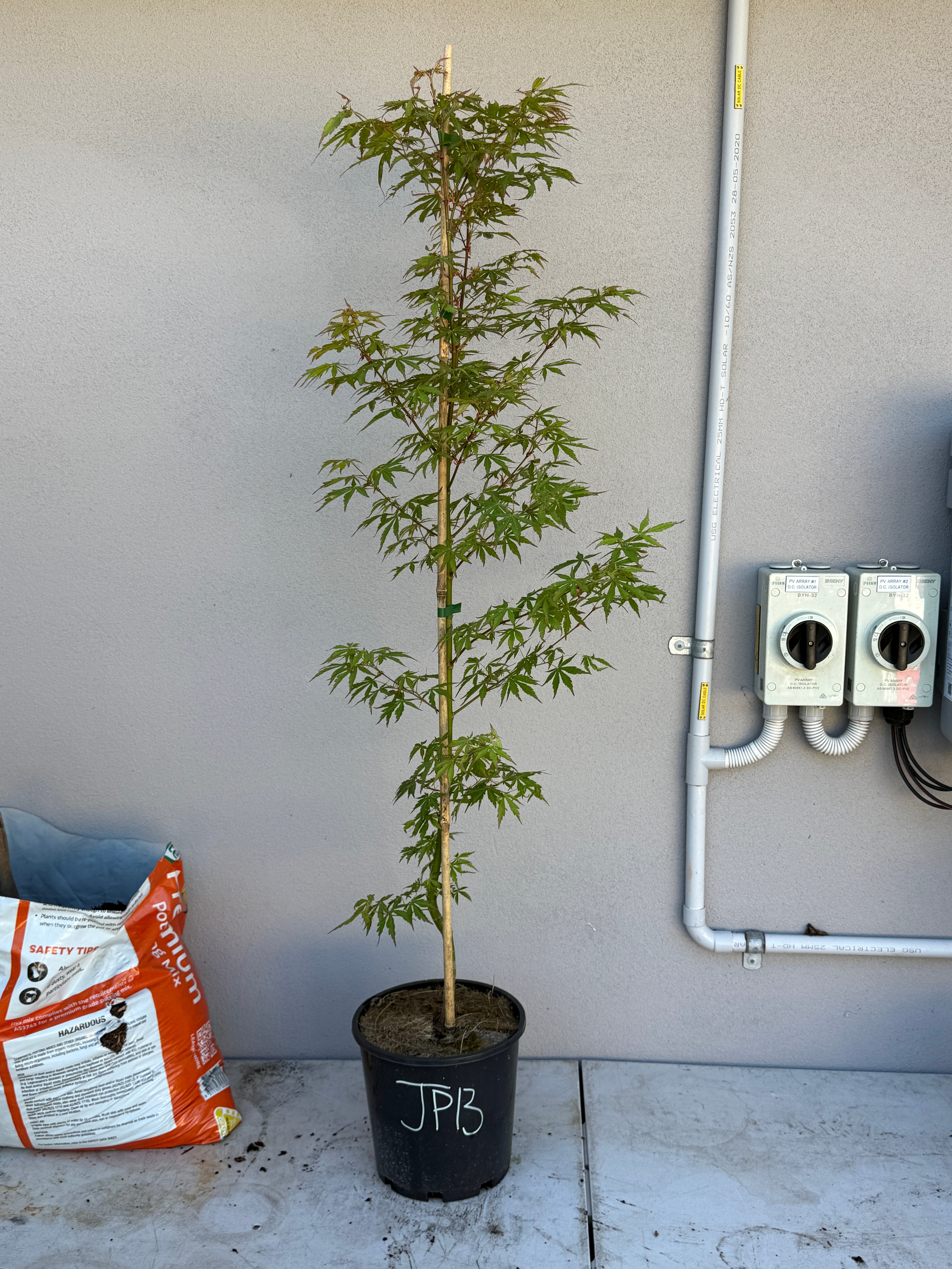 Acer Palmatum 'Unknown Japanese Maple Seedling' (JP13)