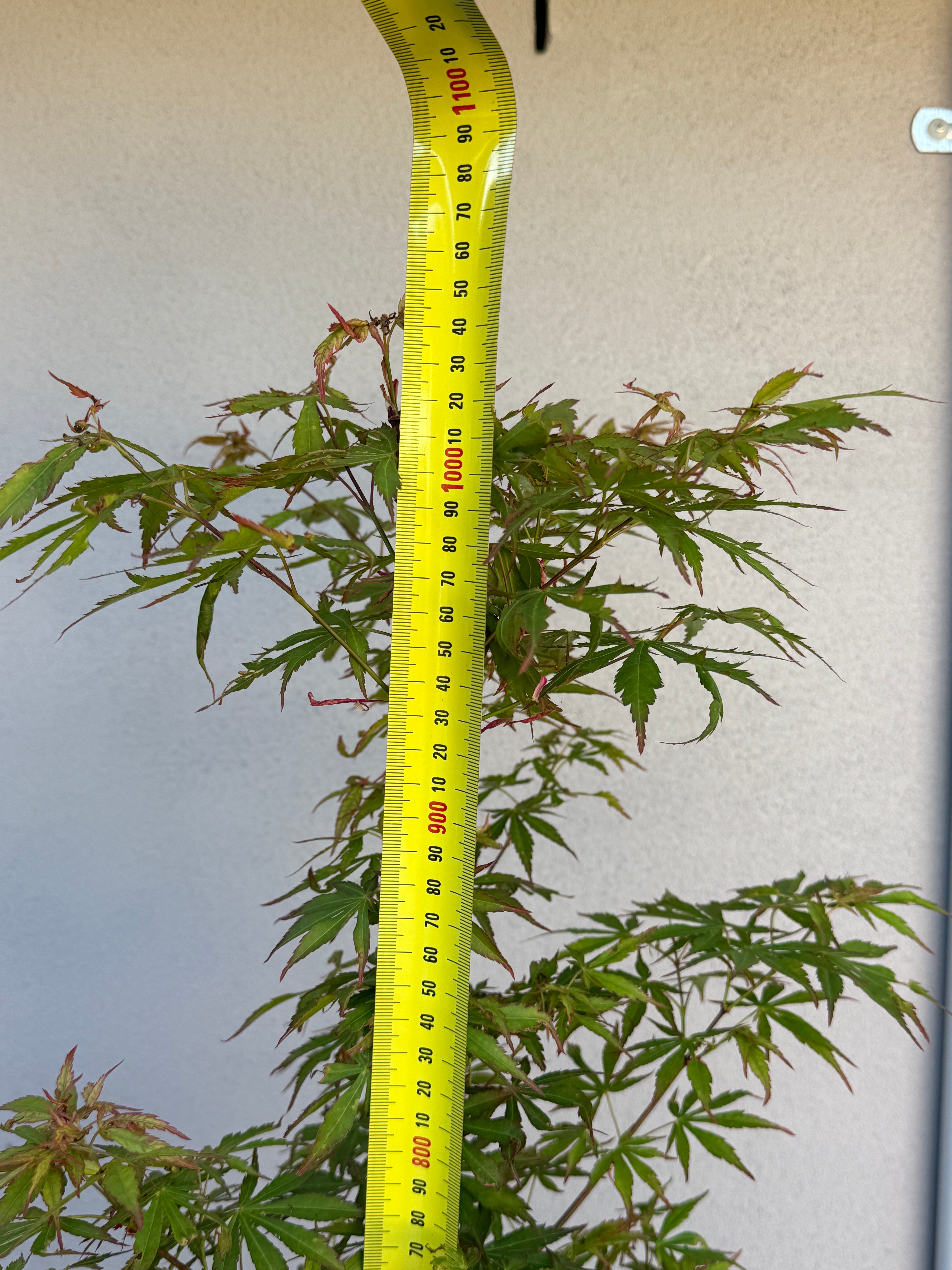 Acer Palmatum 'Unknown Japanese Maple Seedling' (JP14)
