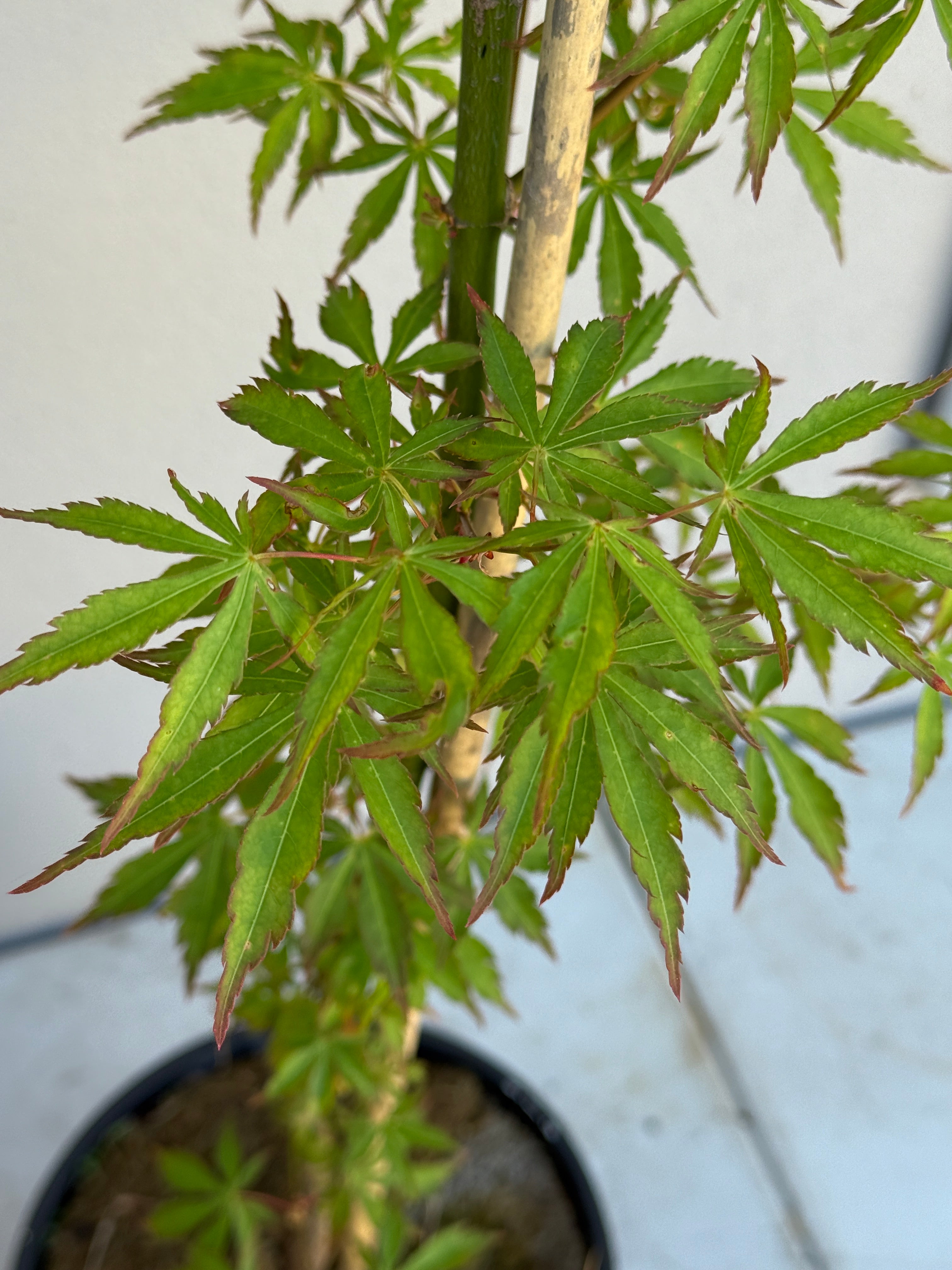 Acer Palmatum 'Unknown Japanese Maple Seedling' (JP14)