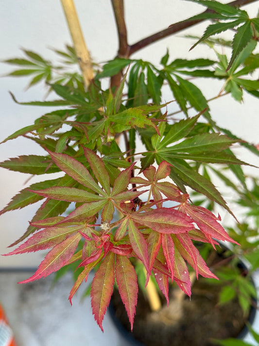 Acer Palmatum 'Unknown Japanese Maple Seedling' (JP12)