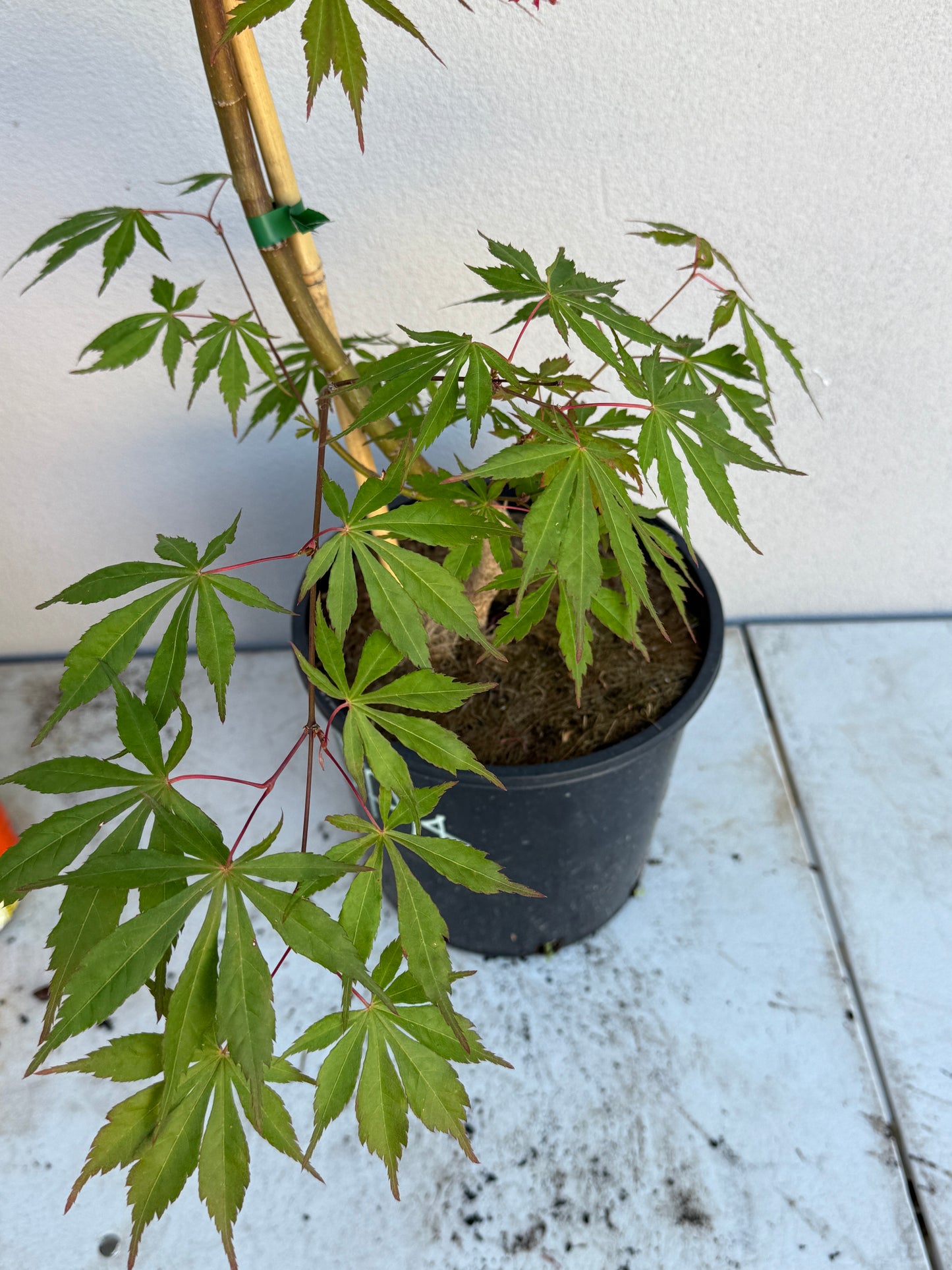 Acer Palmatum 'Unknown Japanese Maple Seedling' (JP12)