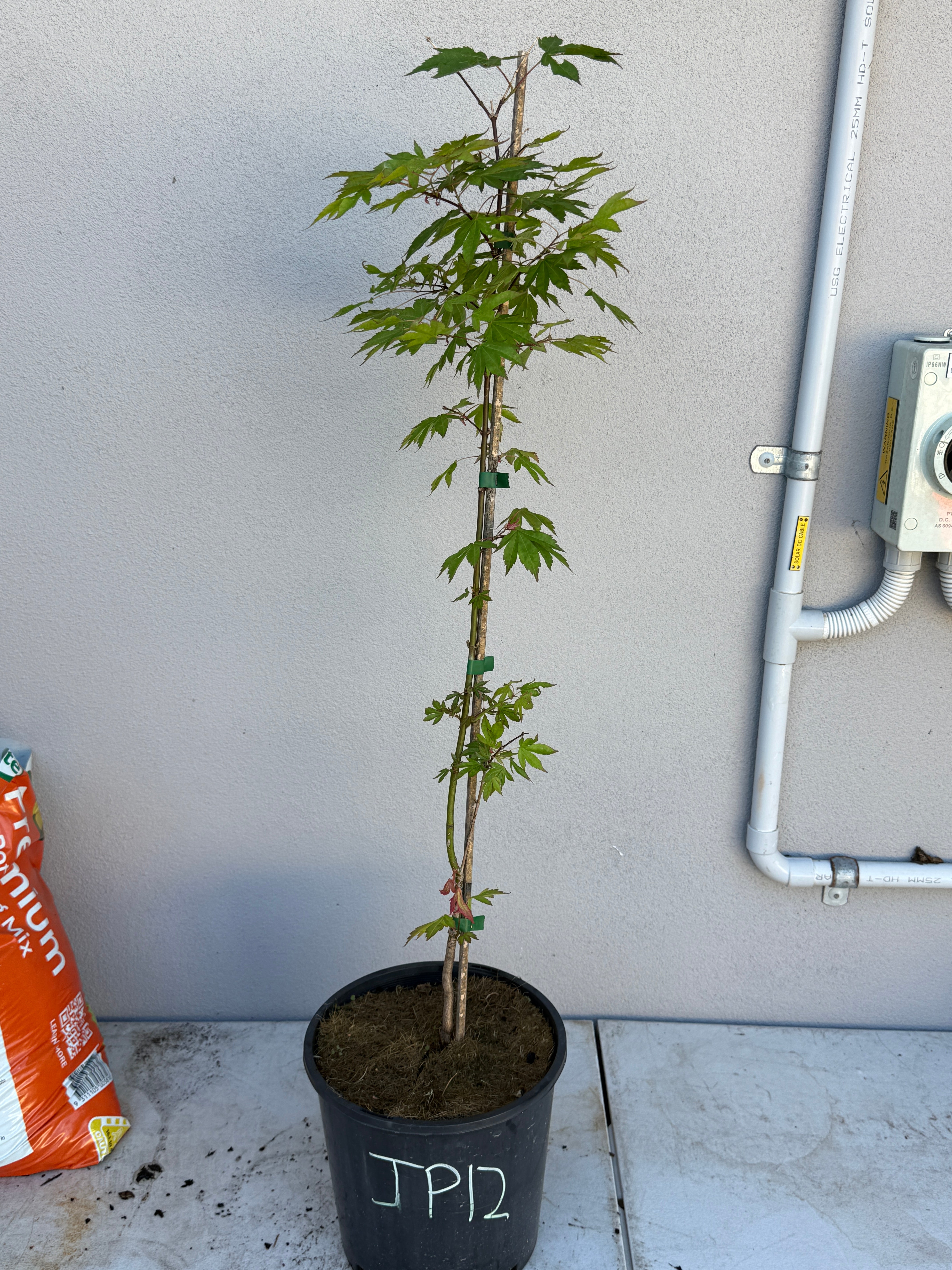 Acer Palmatum 'Unknown Japanese Maple Seedling' (JP12)