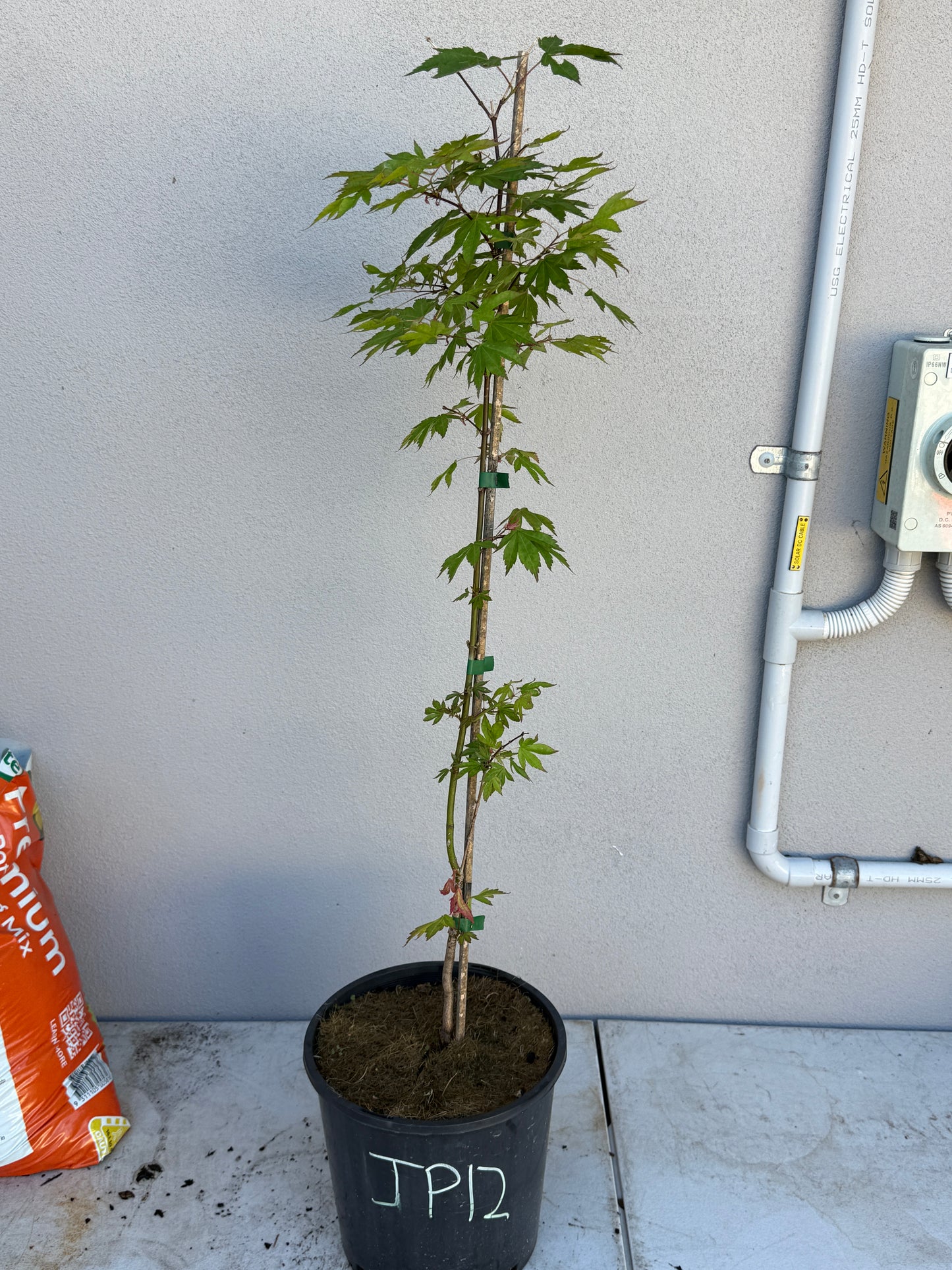 Acer Palmatum 'Unknown Japanese Maple Seedling' (JP12)