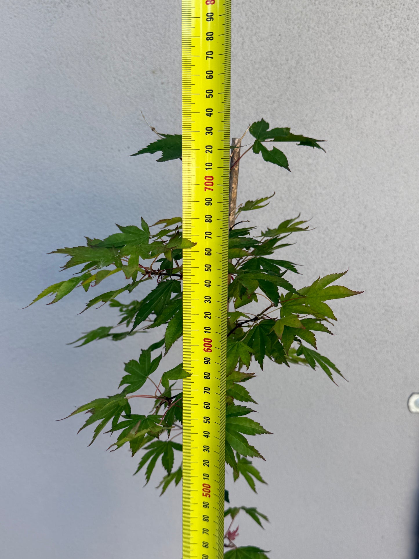 Acer Palmatum 'Unknown Japanese Maple Seedling' (JP09)