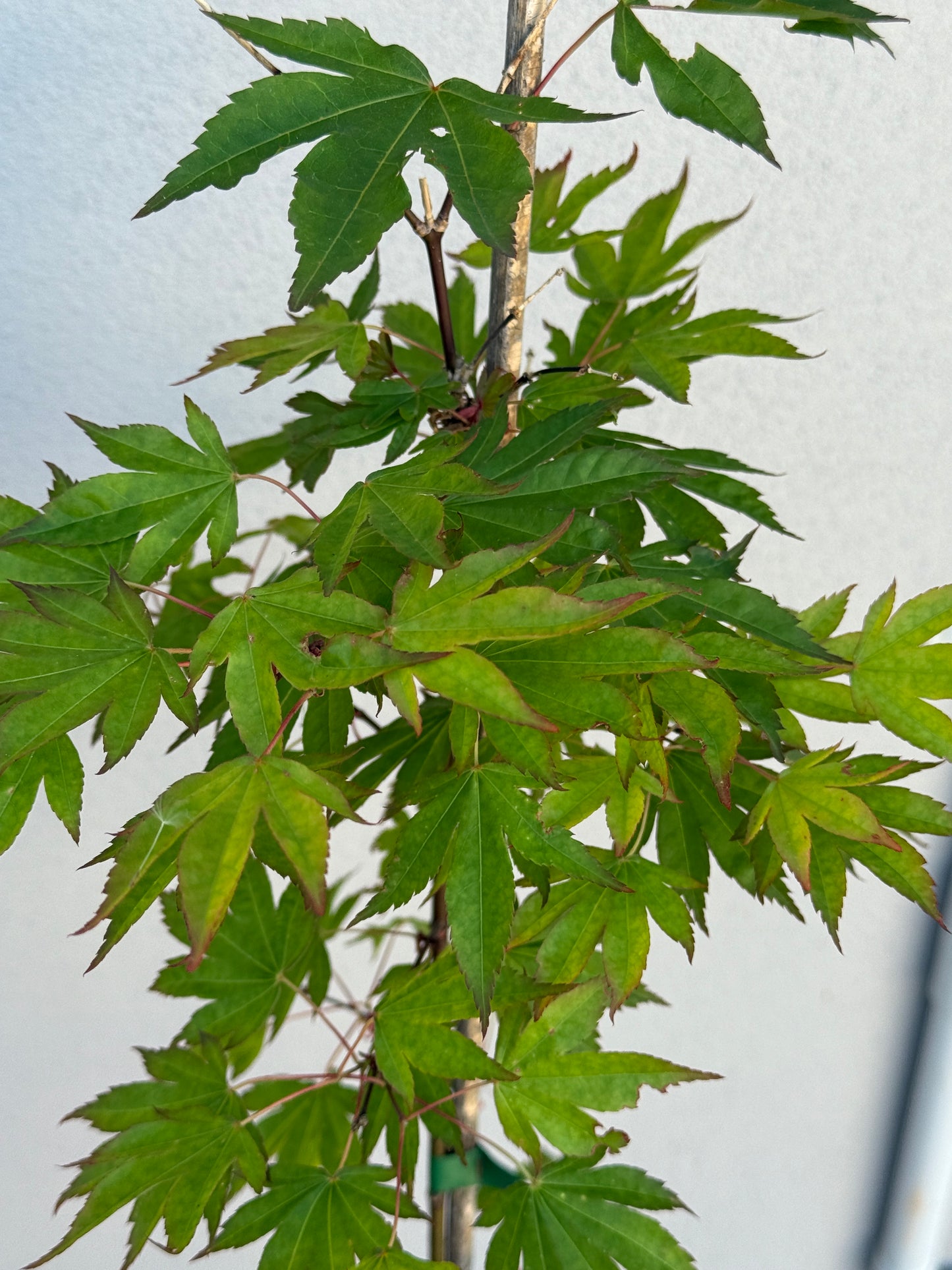 Acer Palmatum 'Unknown Japanese Maple Seedling' (JP09)