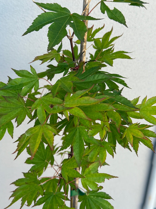 Acer Palmatum 'Unknown Japanese Maple Seedling' (JP09)