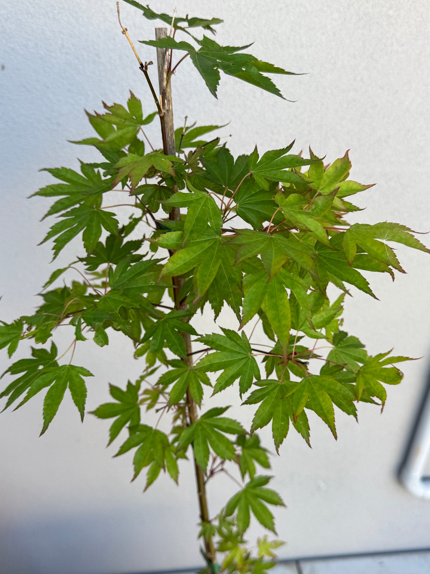 Acer Palmatum 'Unknown Japanese Maple Seedling' (JP09)