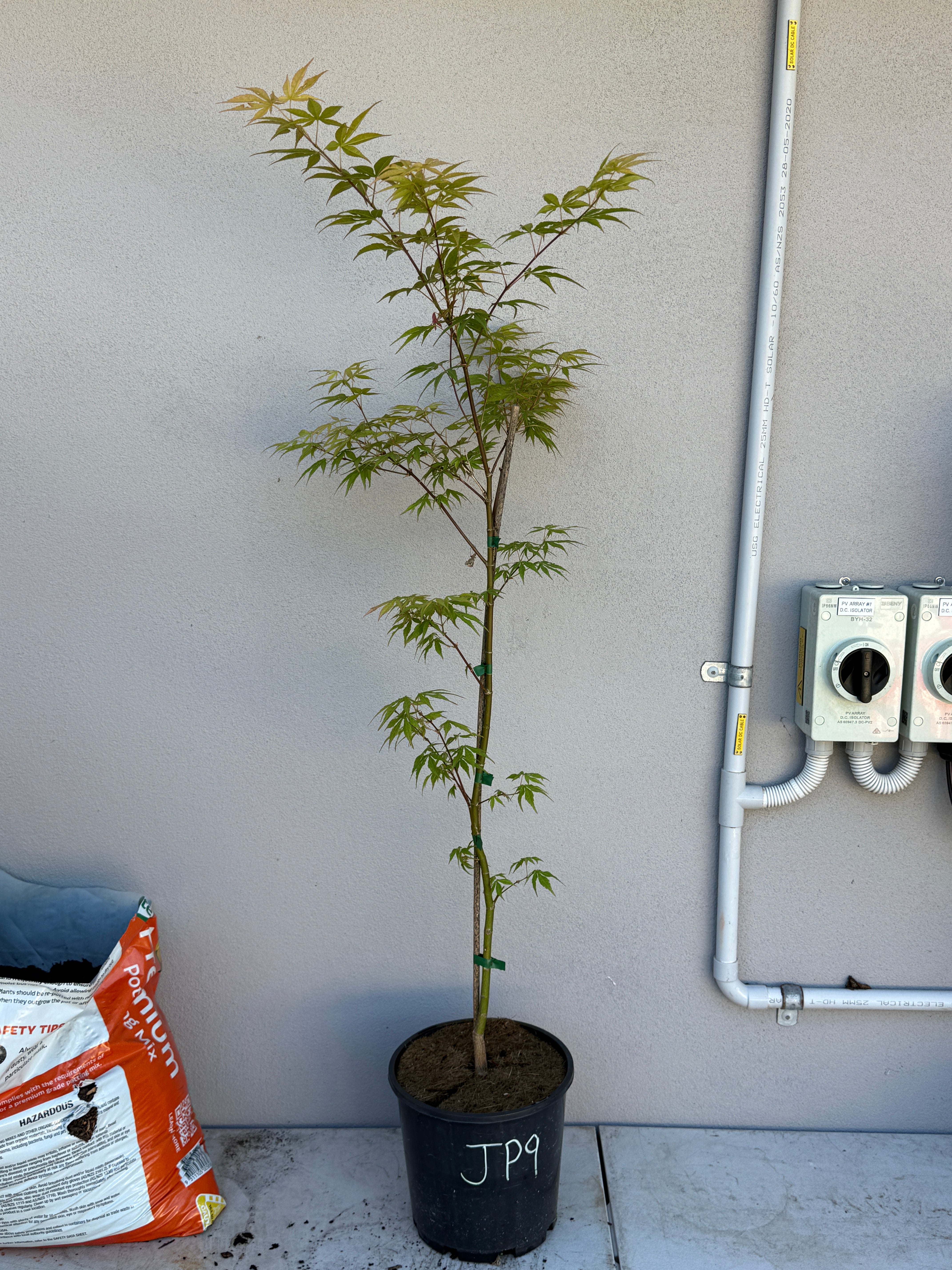 Acer Palmatum 'Unknown Japanese Maple Seedling' (JP09)