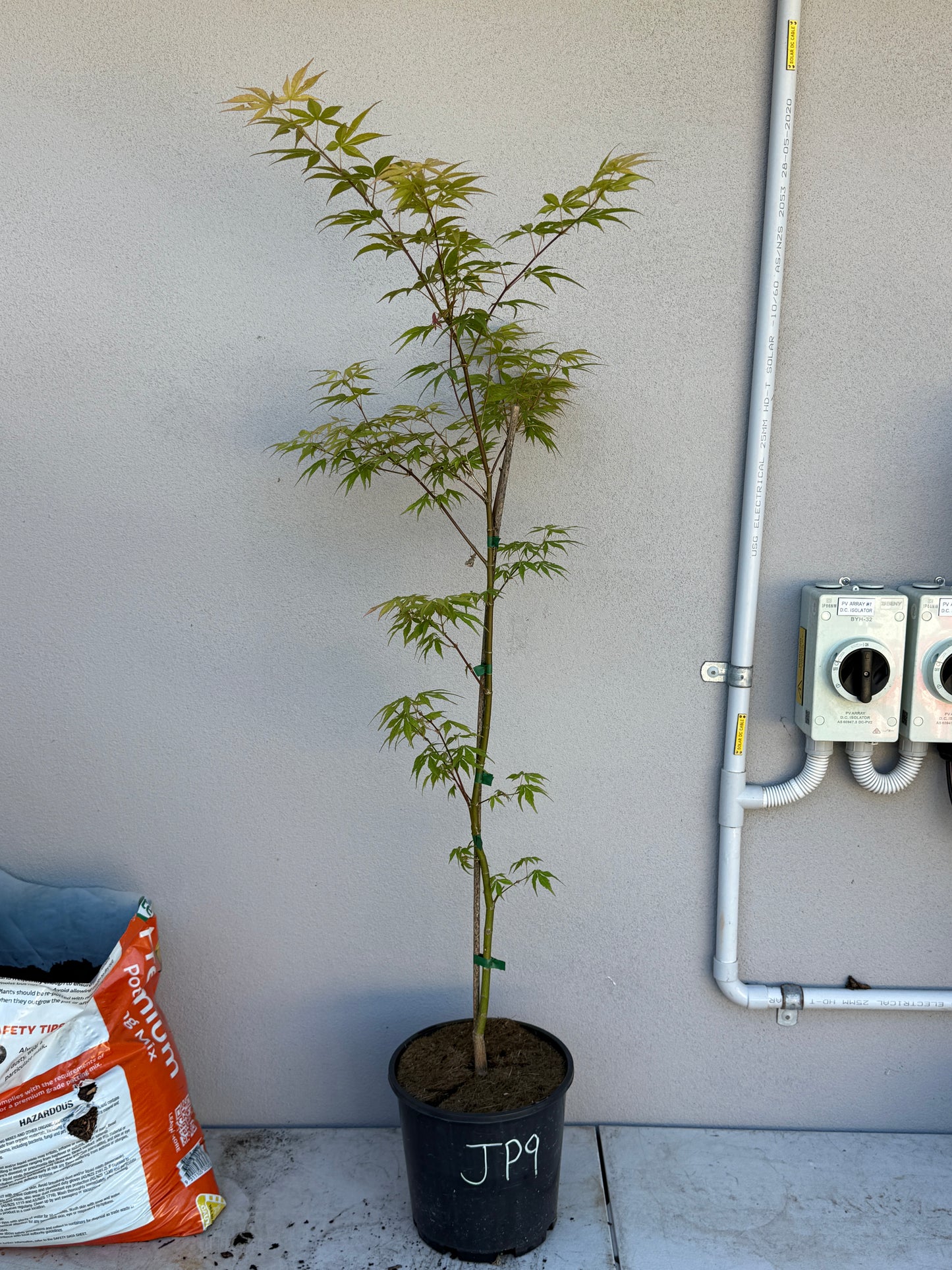 Acer Palmatum 'Unknown Japanese Maple Seedling' (JP09)