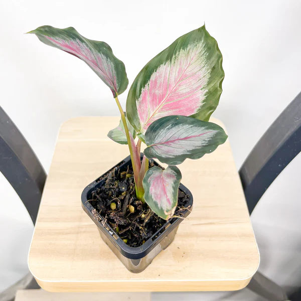 Goeppertia (Calathea) ‘White Cloud’