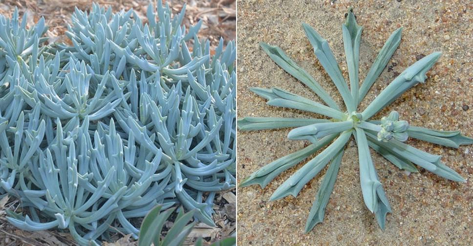 Curio ‘Trident Blue’ (Trident Blue Chalksticks)