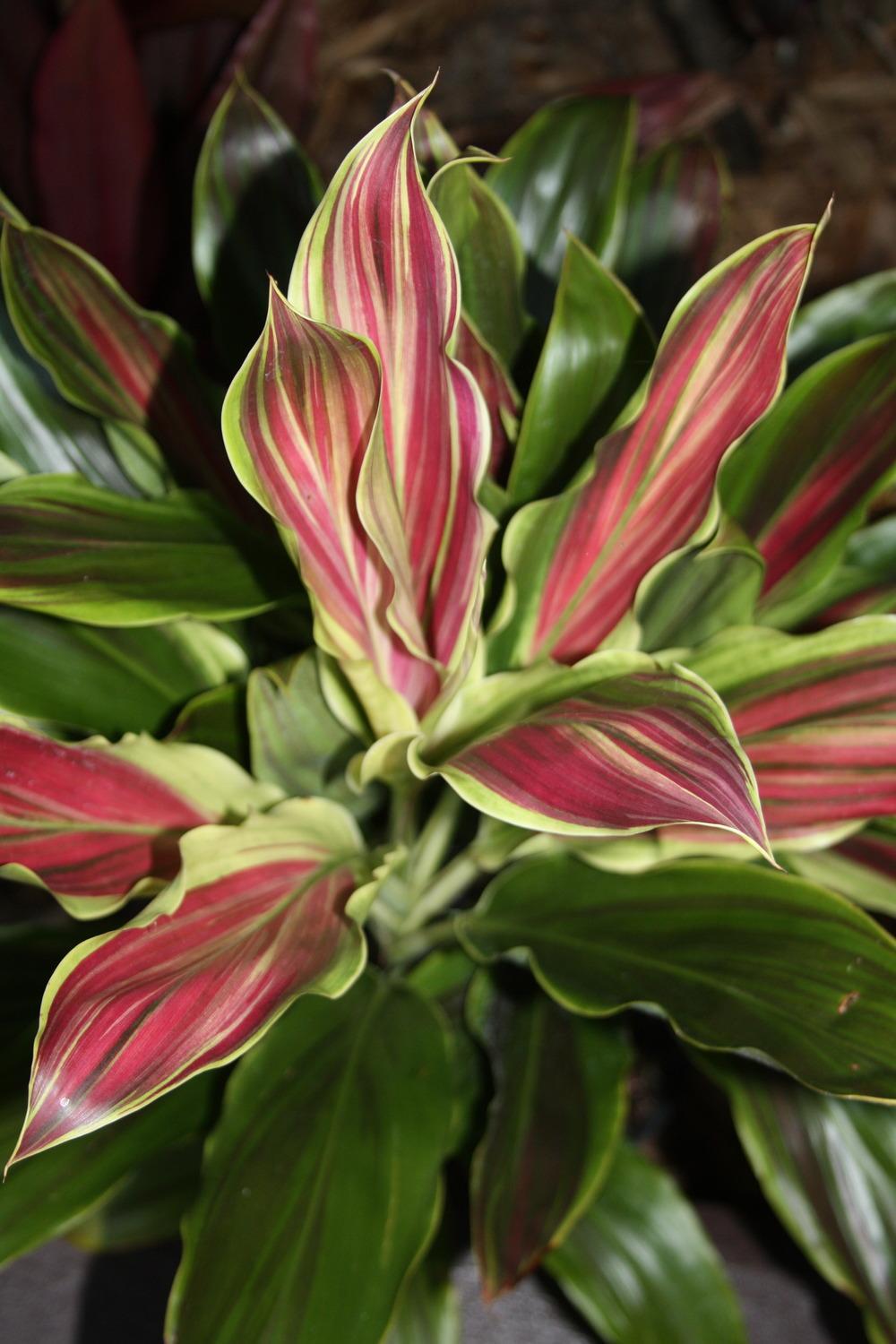 Cordyline Fruticosa ‘Hawaiian Flag’ (Hawaiian Flag Ti Plant)