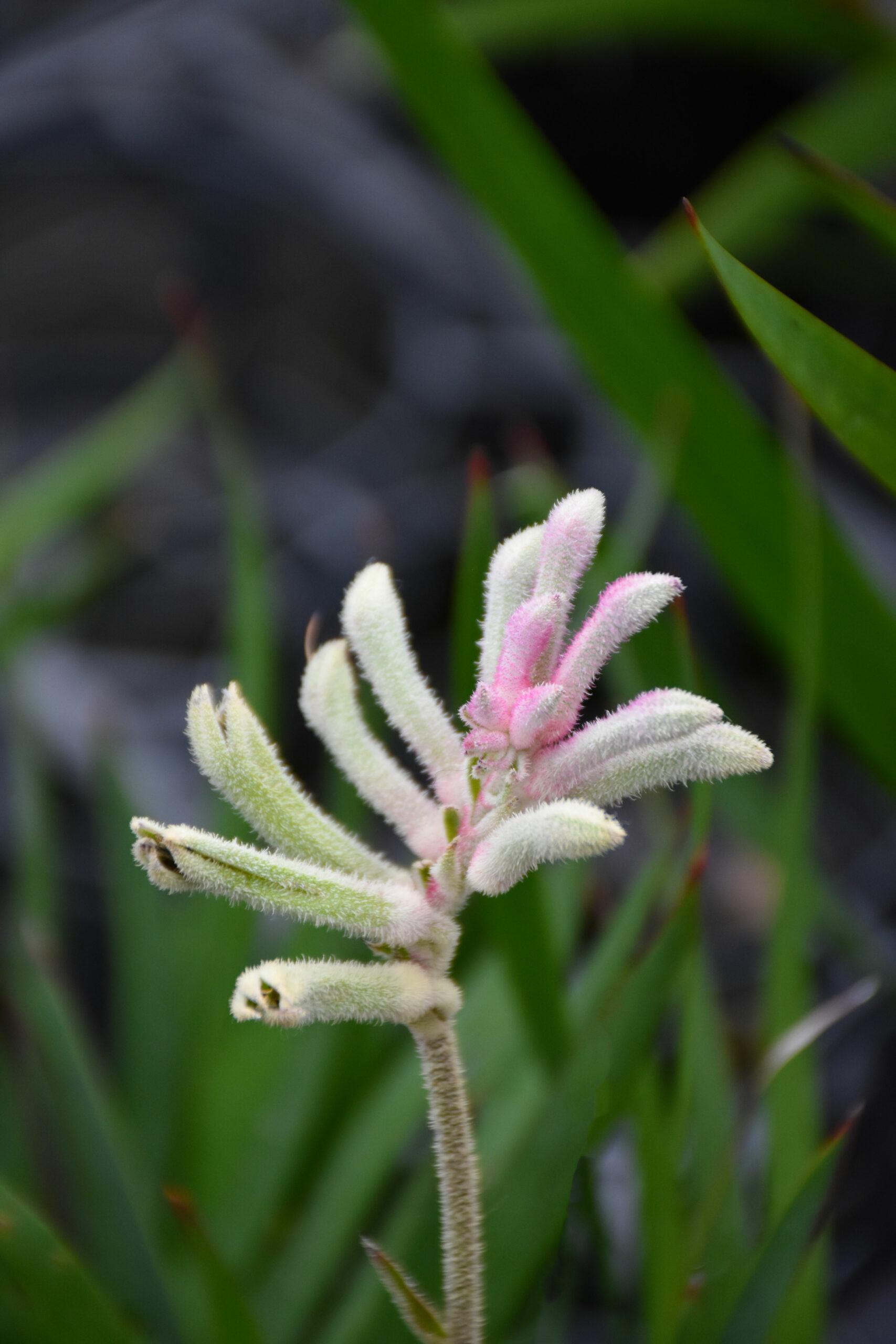 Anigozanthos Hybrida ‘Bush Diamond’ (Bush Diamond Kangaroo Paw)