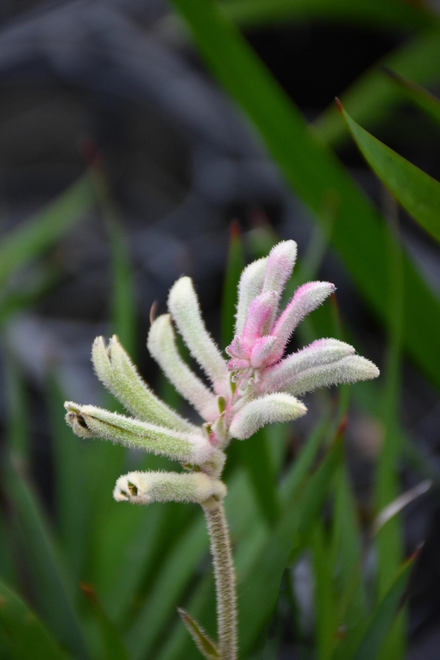 Anigozanthos Hybrida ‘Bush Diamond’ (Bush Diamond Kangaroo Paw)