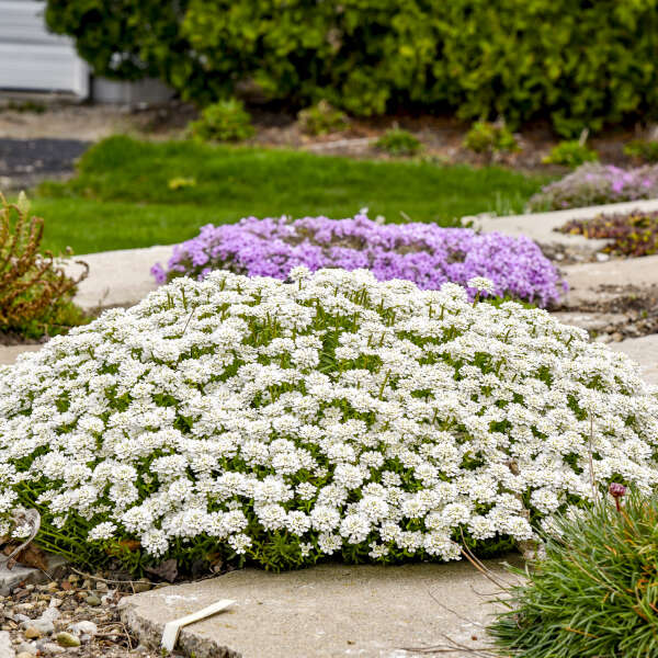 Iberis Sempervirens (Perennial Candytuft)