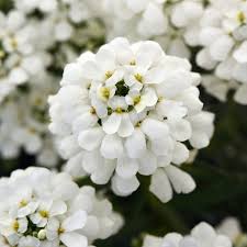 Iberis Sempervirens (Perennial Candytuft)