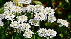 Iberis Sempervirens (Perennial Candytuft)