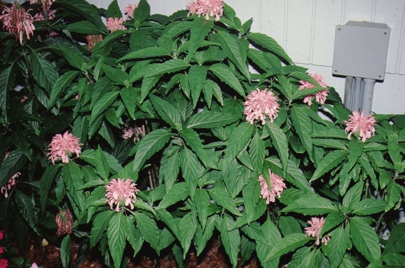 Justicia carnea (syn. Jacobinia) (Brazilian Plume Flower)