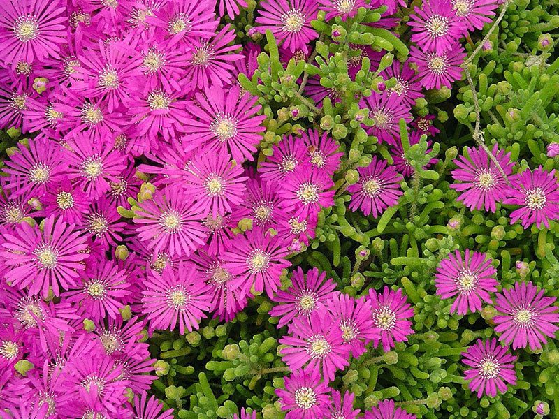 Mesembryanthemum 'Mauve' (Mauve Ice Plant)