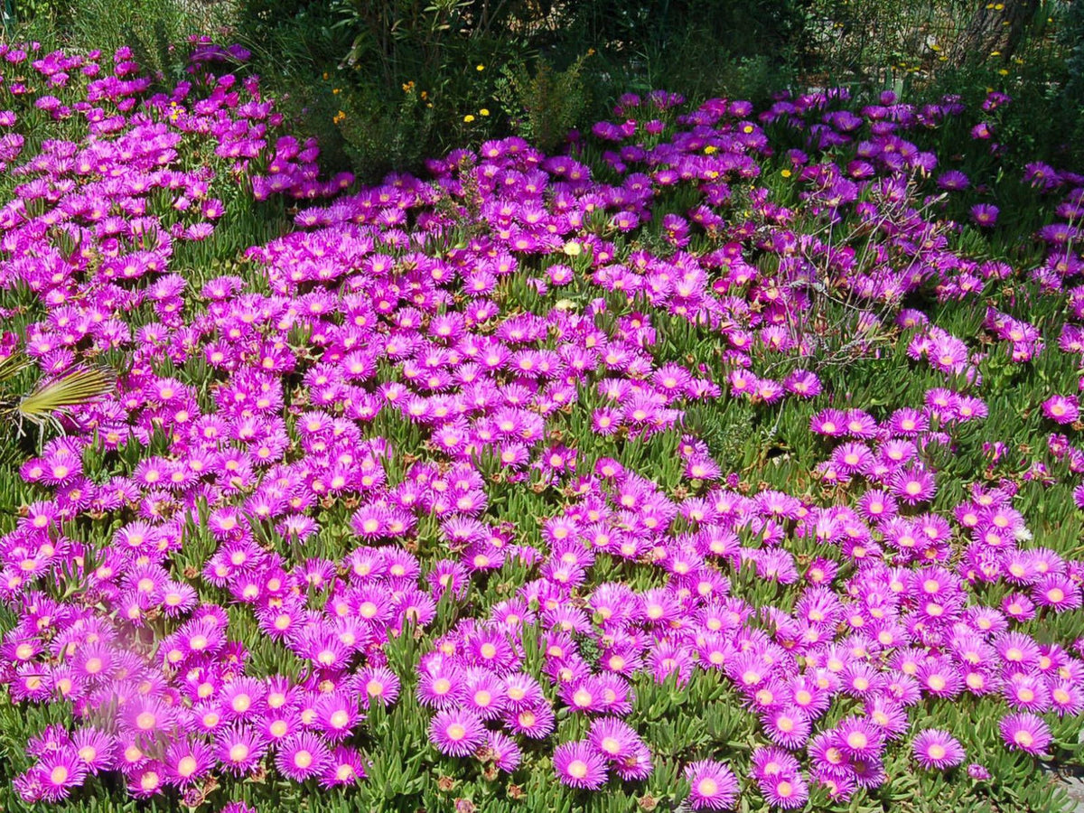 Mesembryanthemum 'Mauve' (Mauve Ice Plant)
