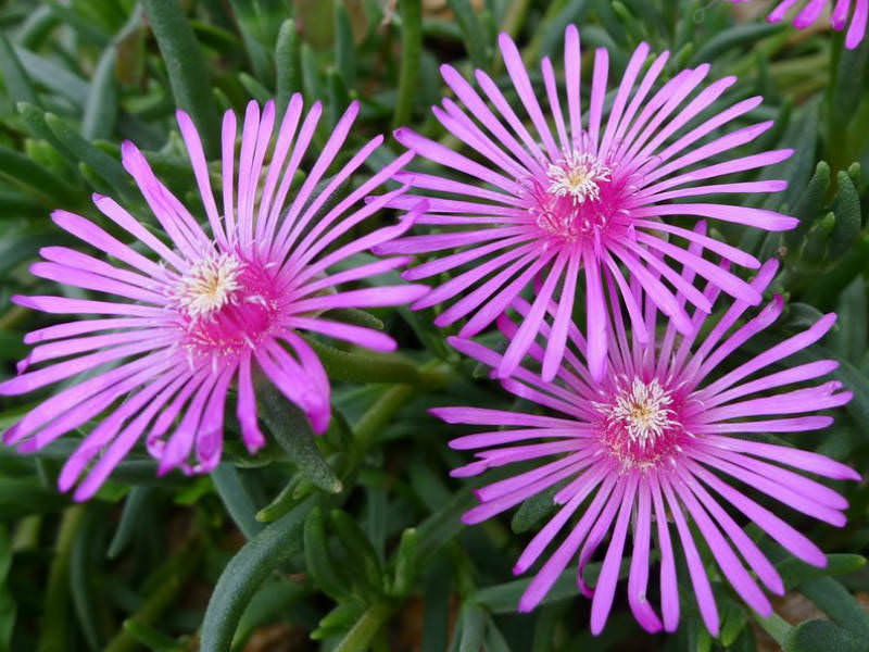 Mesembryanthemum 'Mauve' (Mauve Ice Plant)