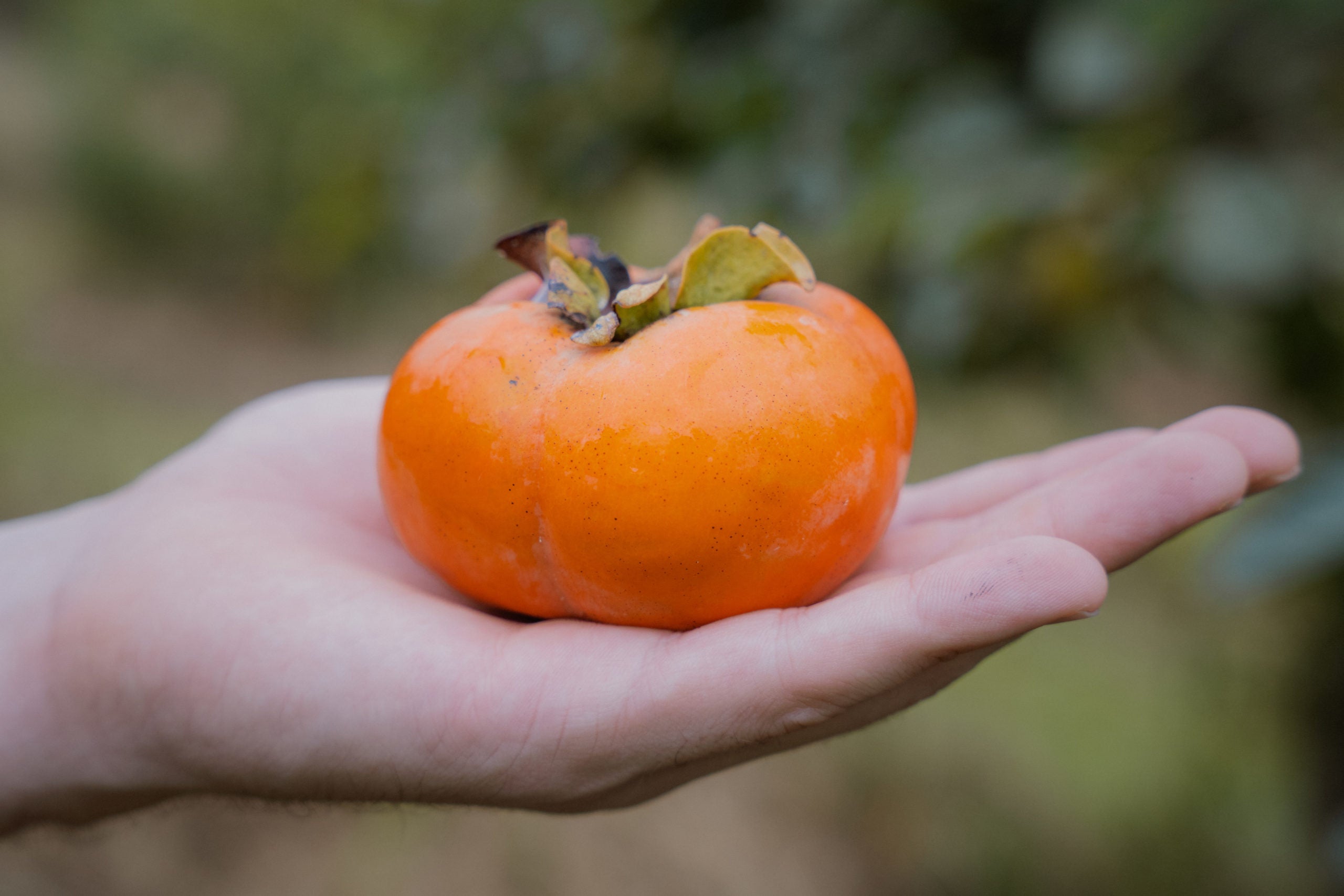 Diospyros kaki ‘Ichi-Ki-Kei-Jiro’ (Jiro Persimmon)