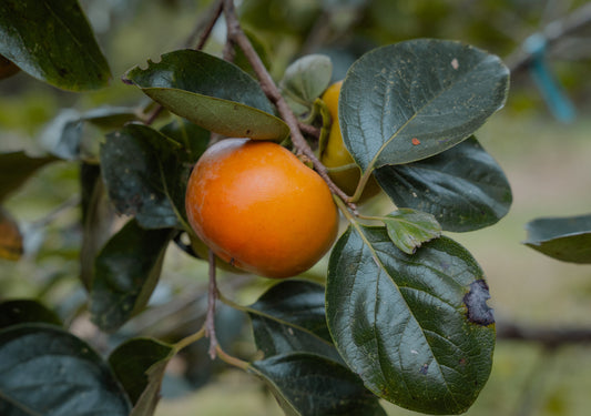 Diospyros kaki ‘Ichi-Ki-Kei-Jiro’ (Jiro Persimmon)