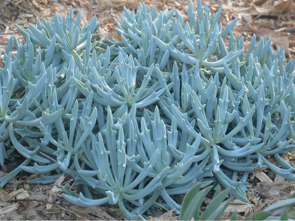 Curio ‘Trident Blue’ (Trident Blue Chalksticks)