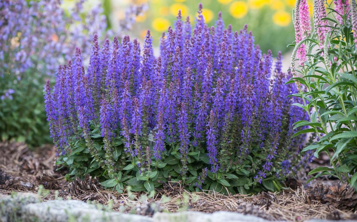 Salvia nemorosa 'New Dimension Blue' (New Dimension Blue Sage)