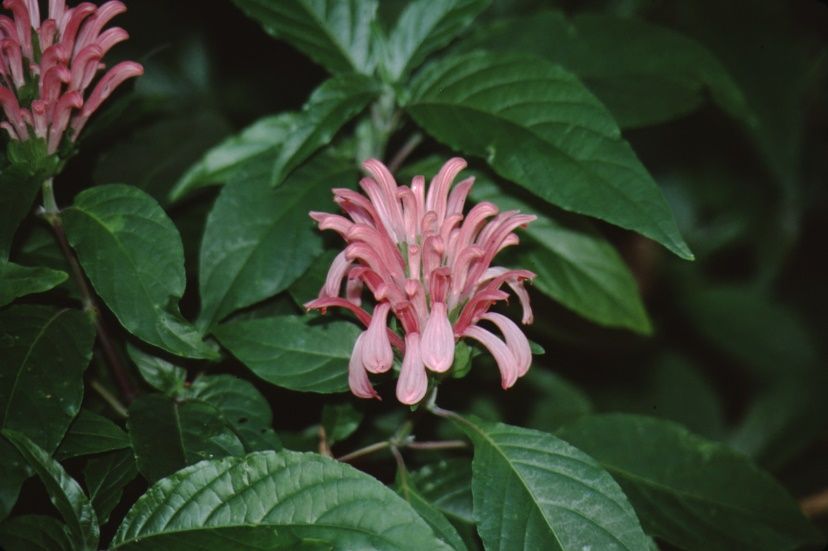 Justicia carnea (syn. Jacobinia) (Brazilian Plume Flower)