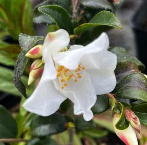 Camellia ‘Wirlinga Bride’