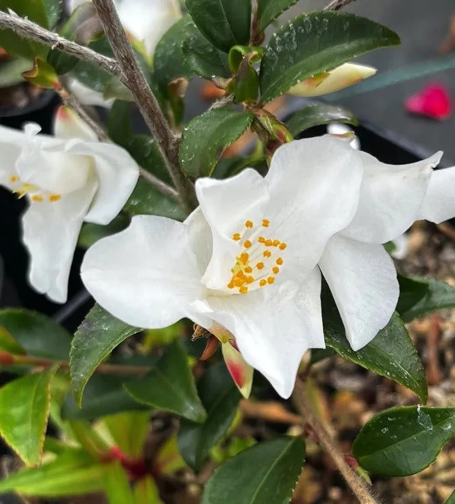 Camellia ‘Wirlinga Bride’