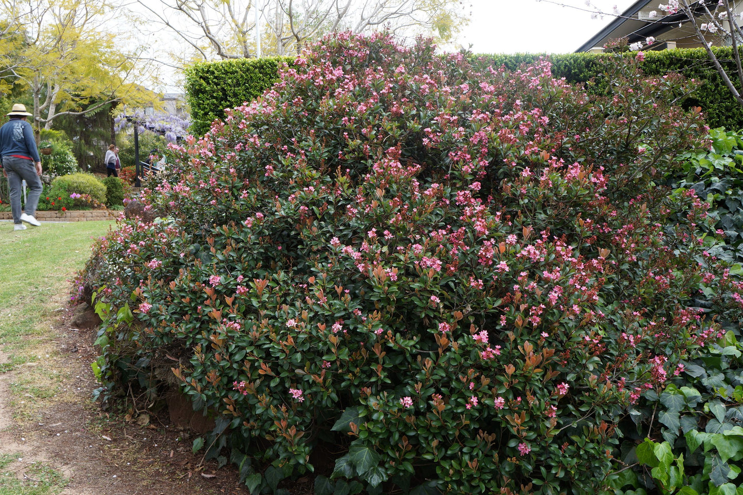 Rhaphiolepis 'Apple Blossom'