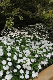 Impatiens Hawkerii 'White' (New Guinea Impatiens)
