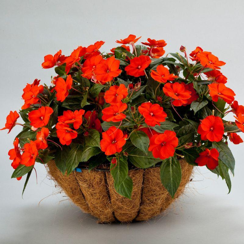 Impatiens Hybrid ‘Sunpatiens Electric Orange’ (Sunpatiens)