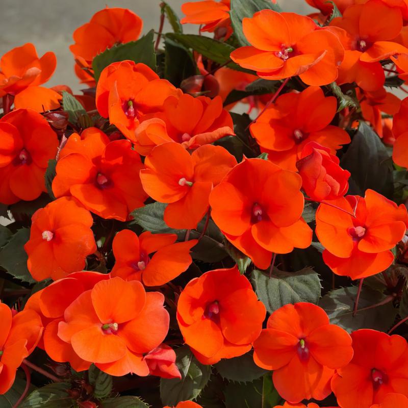 Impatiens Hybrid ‘Sunpatiens Electric Orange’ (Sunpatiens)
