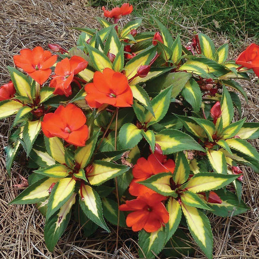Impatiens Hybrid ‘Sunpatiens Electric Orange’ (Sunpatiens)
