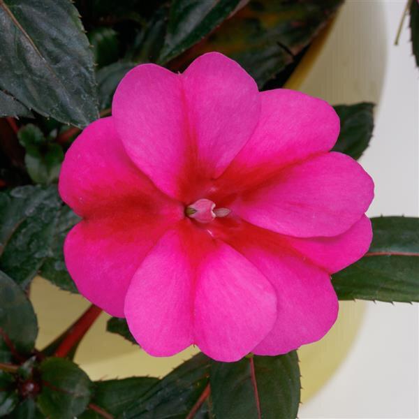 Impatiens × hybrida ‘SunPatiens Compact Purple Candy’ (Purple Candy New Guinea Impatiens)
