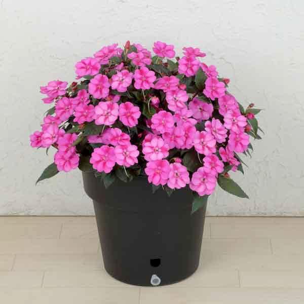 Impatiens × hybrida ‘SunPatiens Compact Purple Candy’ (Purple Candy New Guinea Impatiens)