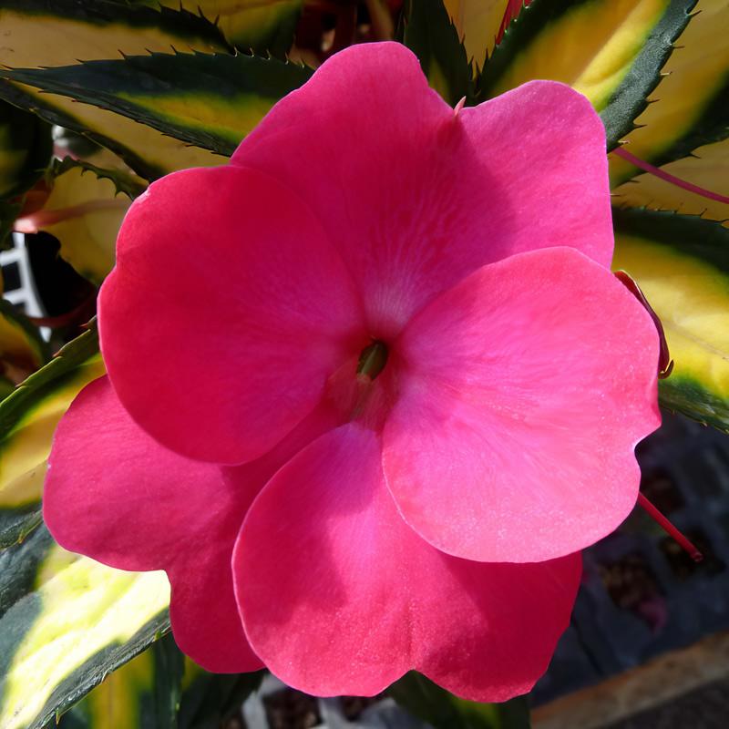 Impatiens × hybrida ‘SunPatiens Compact Tropical Rose’ (Tropical Rose New Guinea Impatiens)