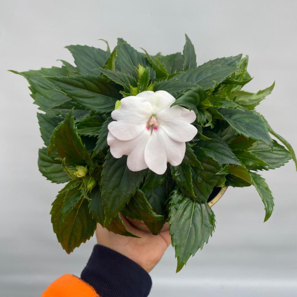 Impatiens hawkeri ‘Sunpatiens Compact White’