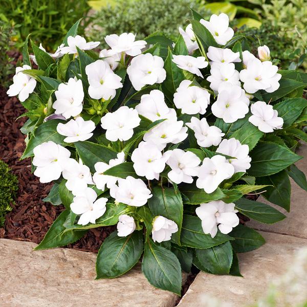 Impatiens hawkeri ‘Sunpatiens Compact White’