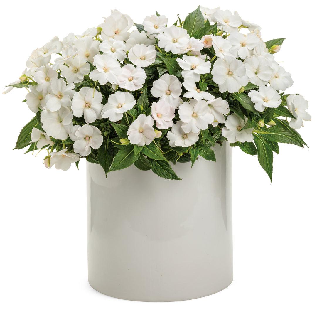 Impatiens hawkeri ‘Sunpatiens Compact White’