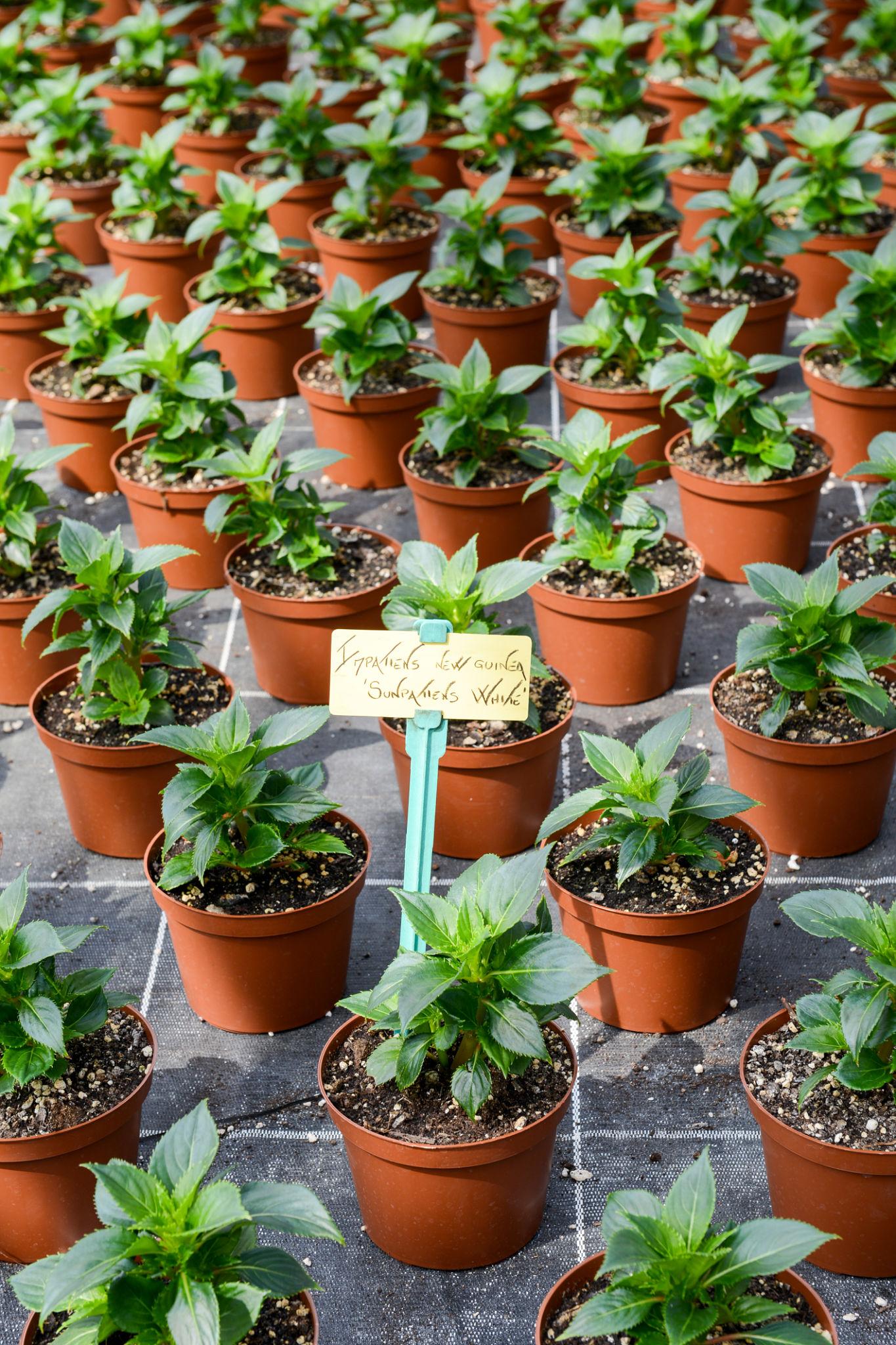Impatiens hawkeri ‘Sunpatiens Compact White’