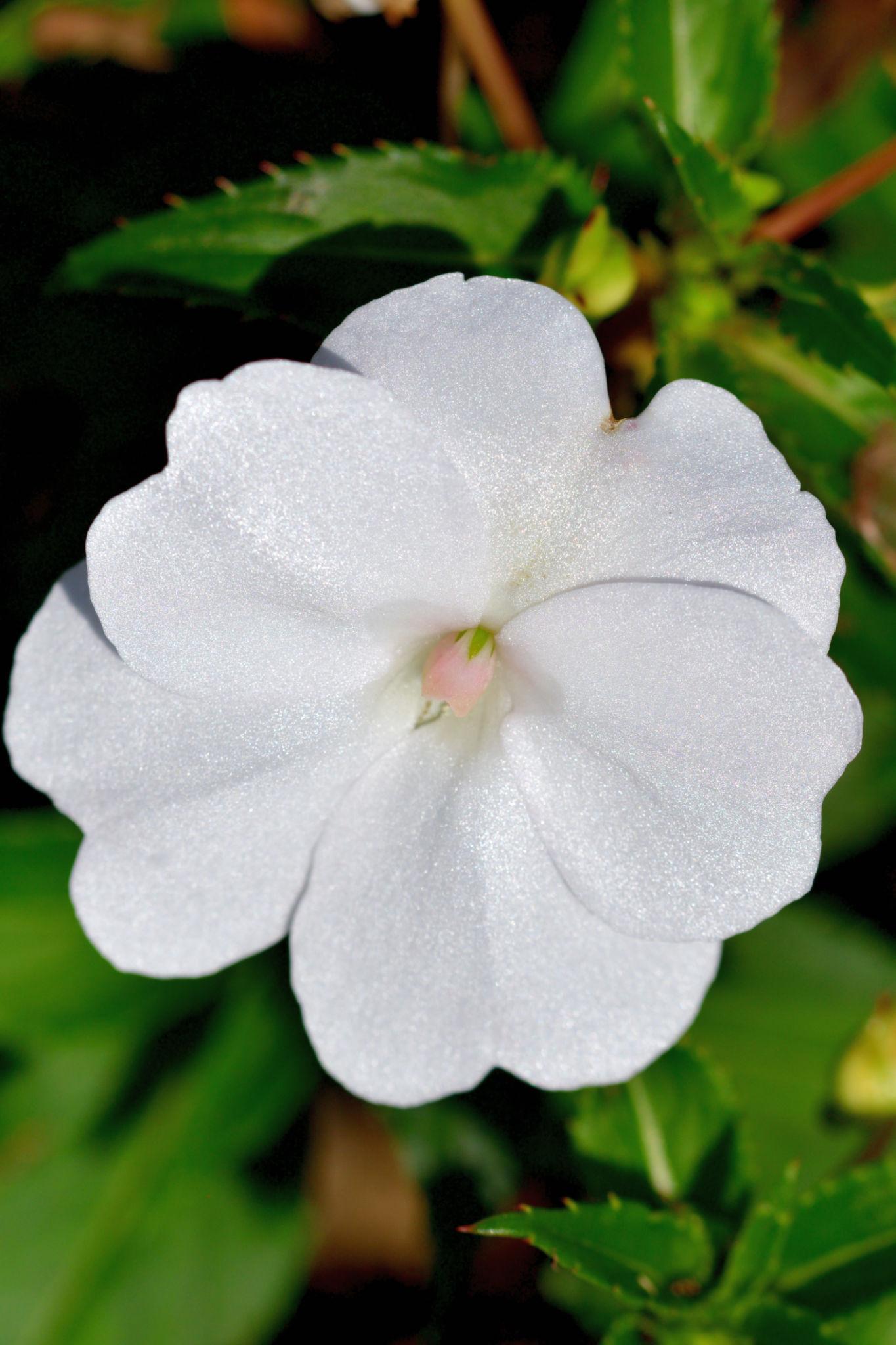 Impatiens hawkeri ‘Sunpatiens Compact White’