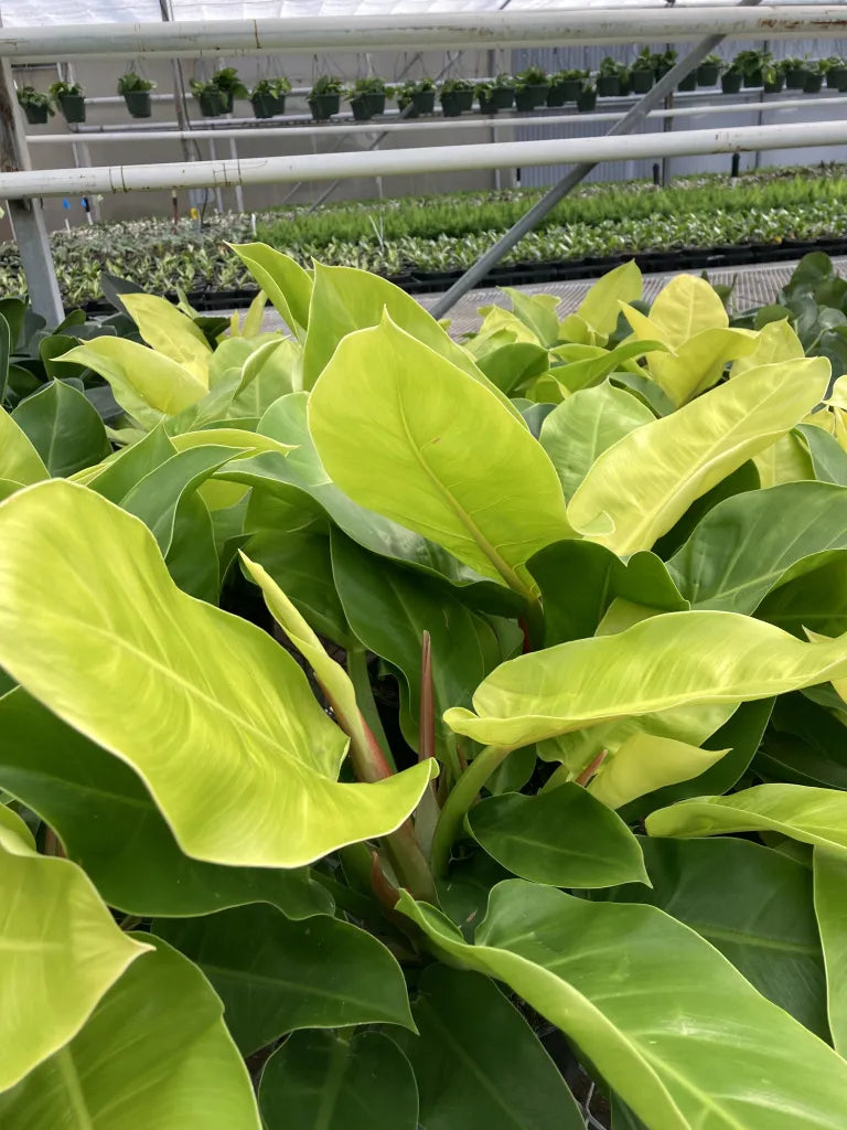 Philodendron Imperial Gold (Imperial Gold)