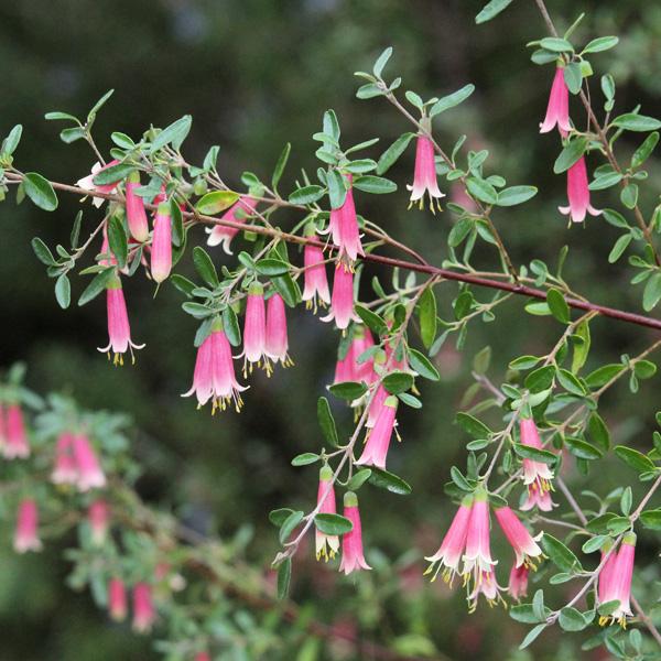Correa ‘Dusky Bells’ (Dusky Bells Correa)